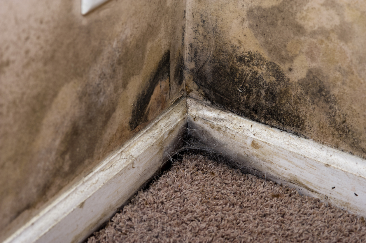 The Real Threat of Flood Damage: Mold and Mildew
