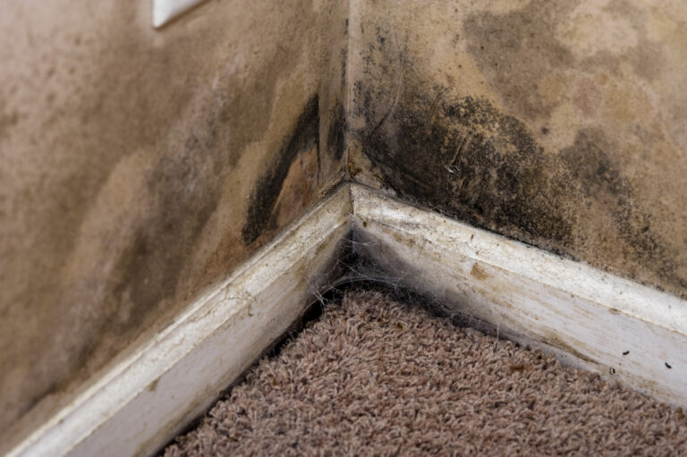 What to Expect with Mold Removal and Mold Remediation