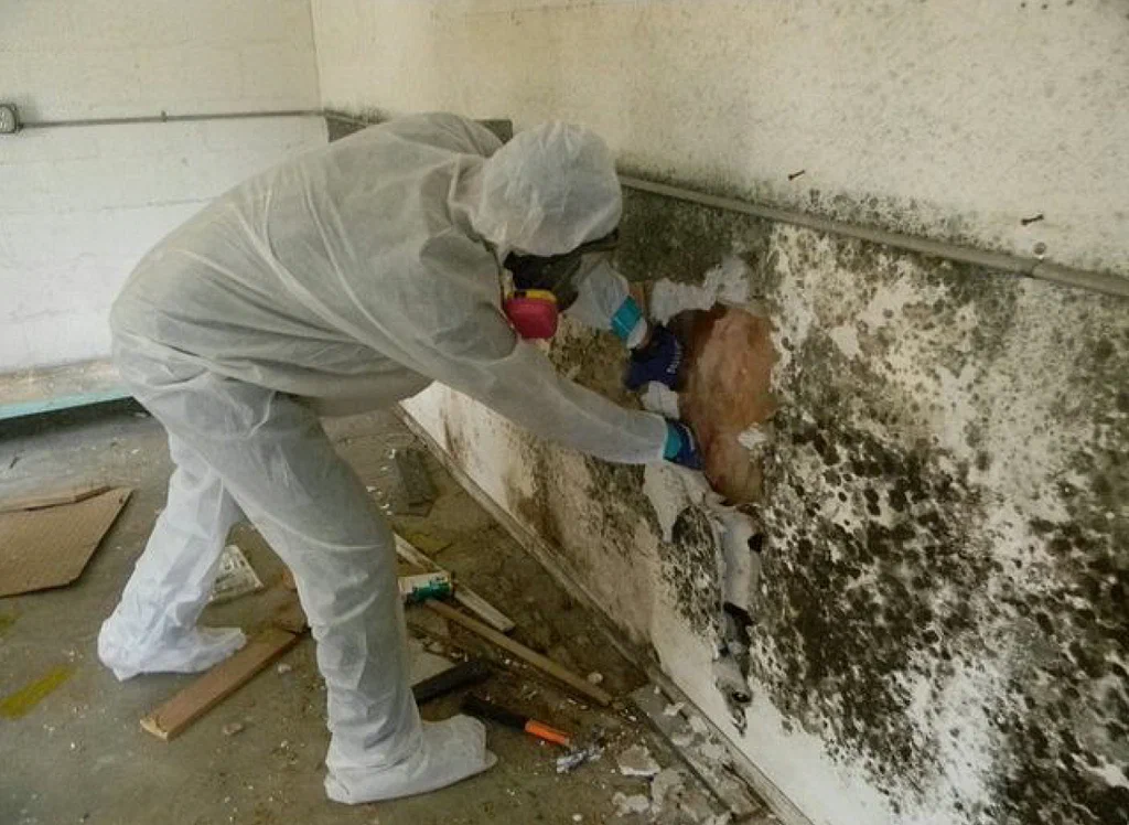 mold removal services 2