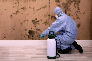 mold removal services